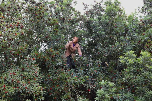 自貢榮縣度佳鎮 從枝頭甜到心頭 2000畝楊梅產銷兩旺