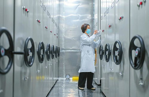 千稻爭春 南繁稻種回川試種