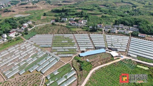 厲害了！自貢這兩個鄉鎮入選全國農產品品牌名錄