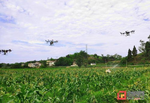 自貢市開(kāi)展農(nóng)業(yè)有害生物災(zāi)害應(yīng)急響應(yīng)演練，筑牢農(nóng)業(yè)生產(chǎn)安全防線