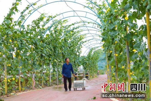 自貢貢井 大頭菜萬(wàn)米風(fēng)干長(zhǎng)廊與絲瓜滿藤迎豐收